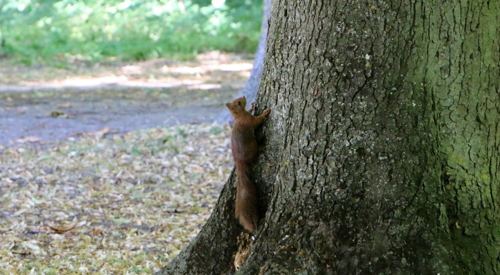 ecureuil-3-parc-de-la-colombiere-dijon